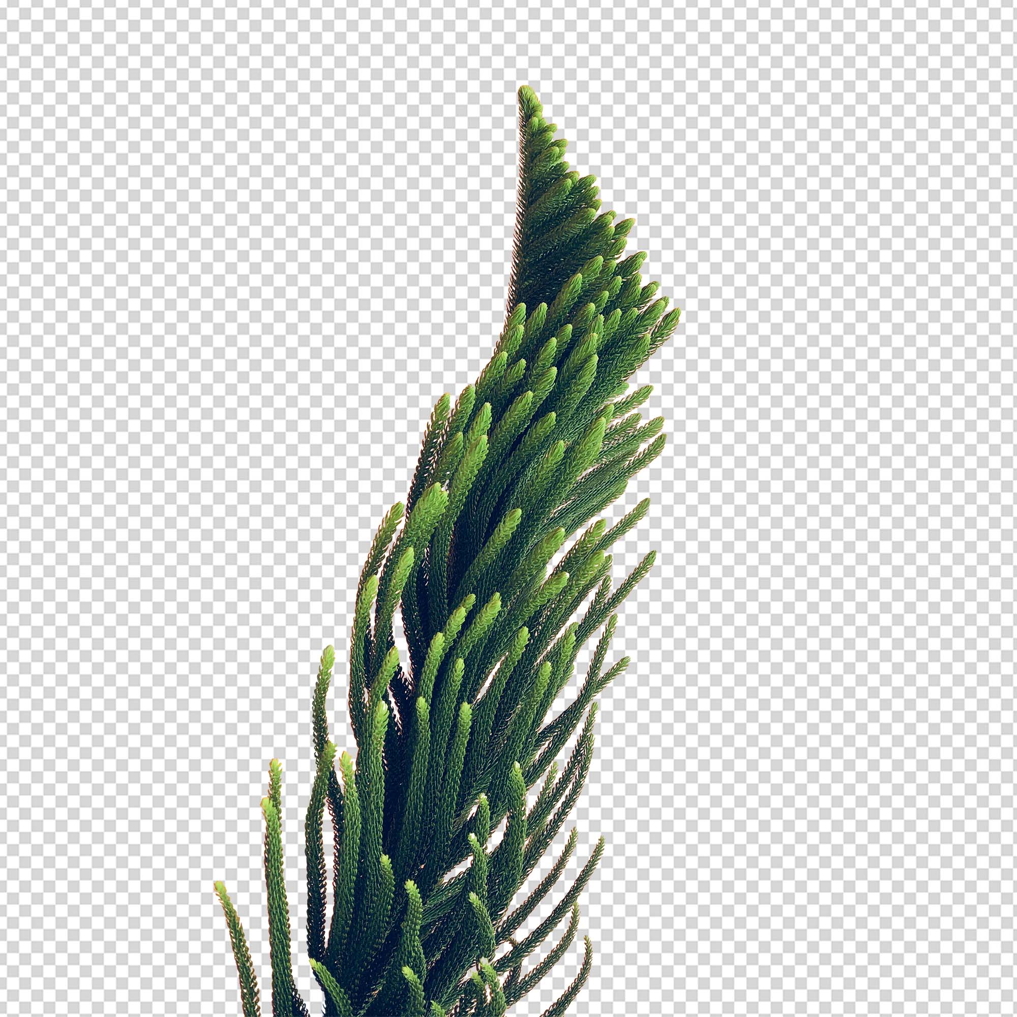 Background Removal after